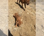 Small Photo #19 Rhodesian Ridgeback Puppy For Sale in MORONGO VALLEY, CA, USA