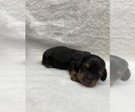 Puppy Bear Dachshund