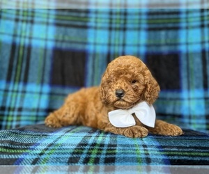 Cavapoo (Miniature) Puppy for Sale in LAKELAND, Florida USA