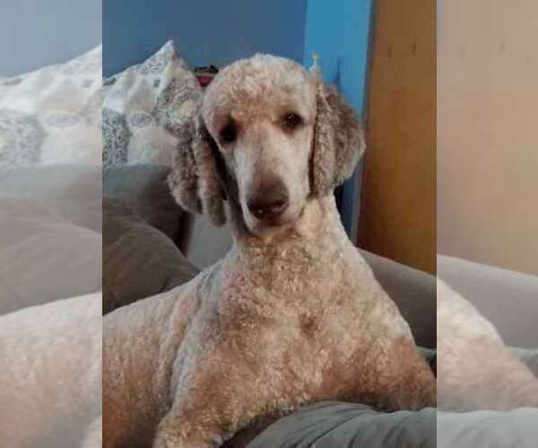 Medium Photo #1 Labradoodle Puppy For Sale in CHICAGO, IL, USA