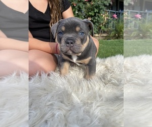 American Bully Puppy for sale in YUCAIPA, CA, USA