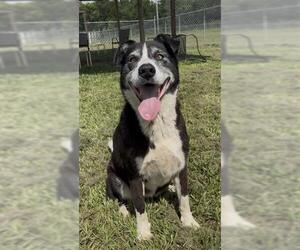 JULIE - Female Border Collie-Unknown Mix Dog for Adoption - Photo #3