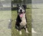 Small Photo #3 Border Collie-Unknown Mix Puppy For Sale in Rosenberg, TX, USA
