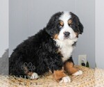 Small #3 Bernese Mountain Dog