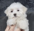 Puppy 3 Maltese