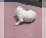 Small Photo #11 Maltipoo Puppy For Sale in JASPER, GA, USA
