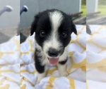 Puppy Ribbons Miniature Australian Shepherd