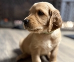 Puppy Green Golden Irish-Golden Retriever Mix