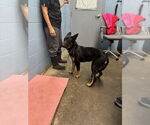 Small #2 German Shepherd Dog Mix