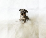 Small #2 Chihuahua