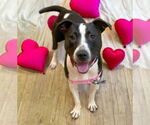 Small #15 Bull Terrier Mix