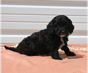 Goldendoodle (Miniature) Puppy for sale in MILLERSBURG, OH, USA