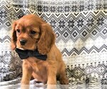 Small #1 Cavalier King Charles Spaniel