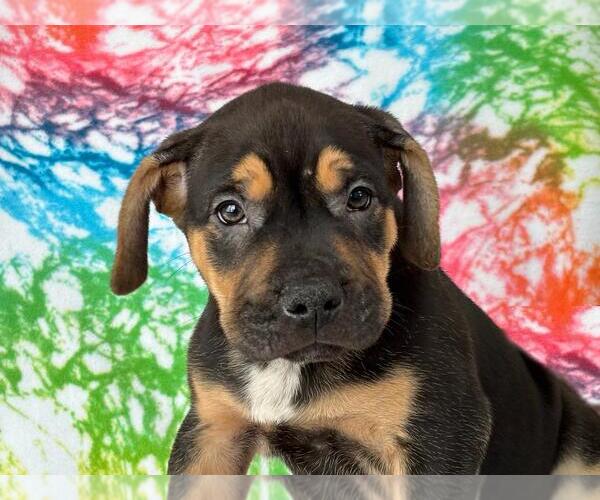 Medium Photo #1 Boxador Puppy For Sale in Spring Lake, NJ, USA