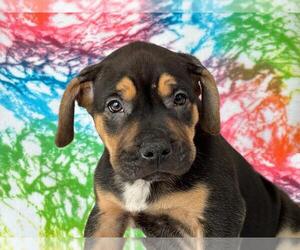 Boxador Dogs for adoption in Spring Lake, NJ, USA
