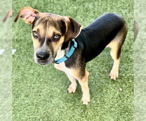 American Foxhound-Unknown Mix Dogs for adoption in Tavares, FL, USA