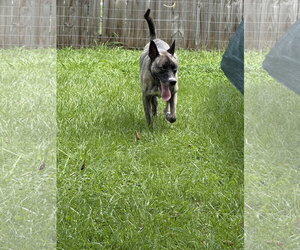 Josie - Female Holland Shepherd-Siberian Husky Mix Dog for Adoption - Photo #7