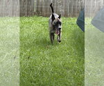 Small Photo #7 Holland Shepherd-Siberian Husky Mix Puppy For Sale in Mooresville, NC, USA