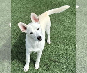 Sugar - Female Siberian Husky-Unknown Mix Dog for Adoption - Photo #9