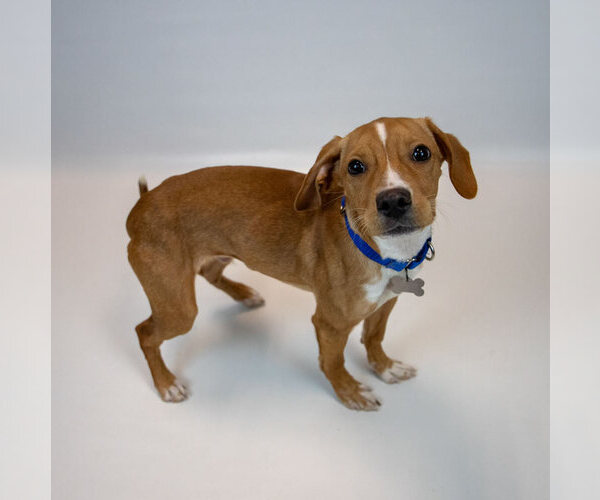 Medium Photo #8 Beagle-Unknown Mix Puppy For Sale in Kennesaw, GA, USA