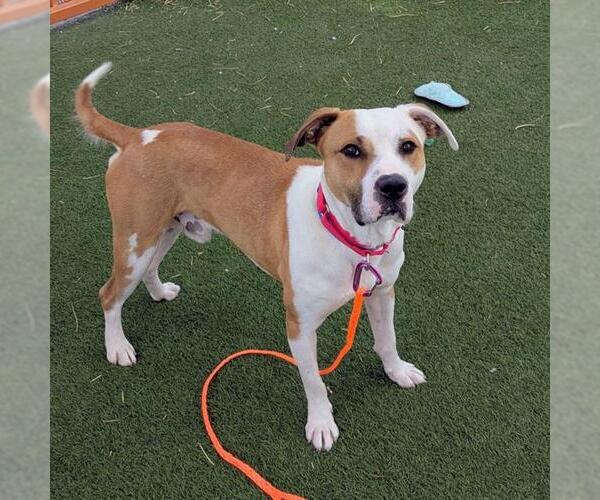 Medium Photo #1 Mutt Puppy For Sale in Las Vegas, NV, USA