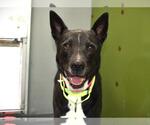 Small #1 Labrador Retriever Mix