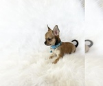 Small #7 Chihuahua