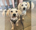 Small #2 Poodle (Miniature) Mix