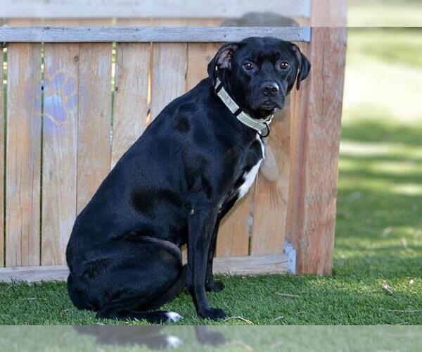 Medium Photo #1 Mutt Puppy For Sale in West Valley, UT, USA