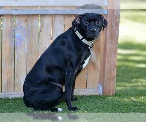 Mutt Dogs for adoption in West Valley, UT, USA