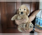 Small Photo #5 Goldendoodle Puppy For Sale in PARKER, CO, USA