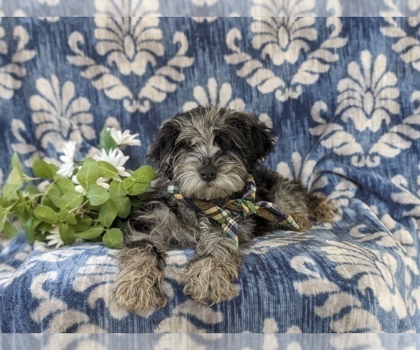 Medium Photo #5 YorkiePoo Puppy For Sale in LINCOLN UNIVERSITY, PA, USA