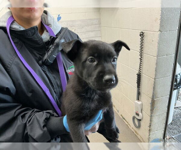 Medium Photo #2 Mutt Puppy For Sale in San Bernardino, CA, USA