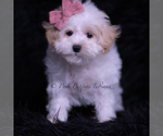 Small Photo #96 Maltipoo (Miniature) Puppy For Sale in WARSAW, IN, USA