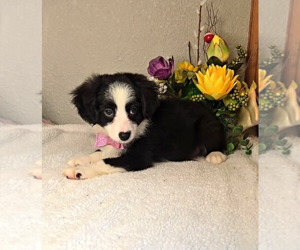Medium Photo #7 Miniature Australian Shepherd Puppy For Sale in JASONVILLE, IN, USA
