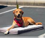 Small #2 Labrador Retriever Mix