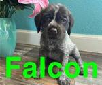 Puppy 5 Wirehaired Pointing Griffon