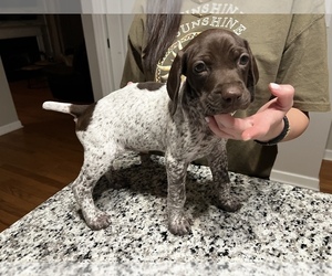 German Shorthaired Pointer Puppy for sale in ARCHDALE, NC, USA