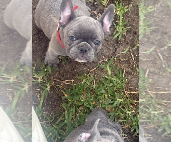 Medium Photo #3 French Bulldog Puppy For Sale in HOUSTON, TX, USA