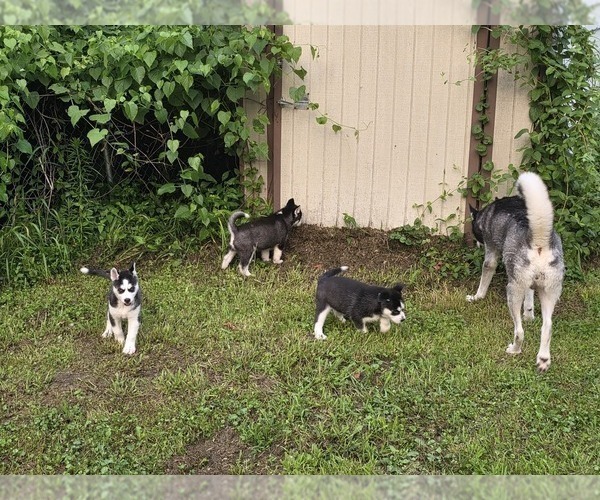 Medium Photo #9 Siberian Husky Puppy For Sale in ALTON, IL, USA