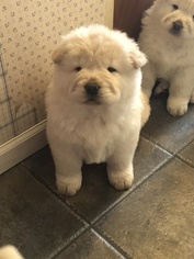 Chow Chow Puppy for sale in SWANTON, OH, USA