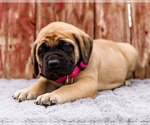Small Photo #20 Mastiff Puppy For Sale in WAKARUSA, IN, USA