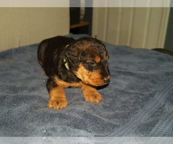 Medium Photo #30 Airedale Terrier Puppy For Sale in CHARLESTOWN, IN, USA