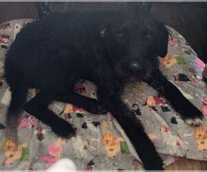 Miniature Labradoodle Dogs for adoption in Newfoundland, PA, USA