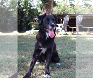Asher * - Male Border Collie-Siberian Husky Mix Dog for Adoption - Photo #2