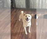 Small Photo #1 Shiba Inu Puppy For Sale in MONETT, MO, USA