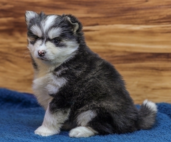 Medium Photo #6 Pomsky Puppy For Sale in TAMPICO, IL, USA