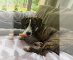 Small Photo #19 Boxer-Unknown Mix Puppy For Sale in Mooresville, NC, USA