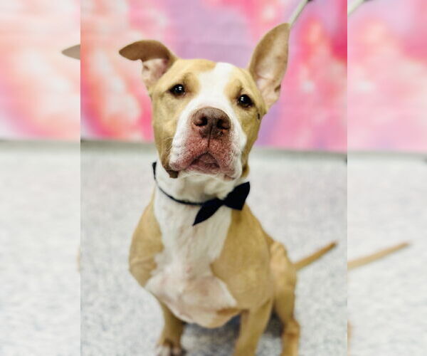 Medium Photo #2 Mutt Puppy For Sale in Manahawkin, NJ, USA