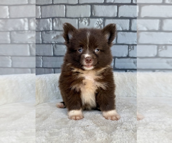 Medium Photo #4 Pomeranian Puppy For Sale in OCALA, FL, USA